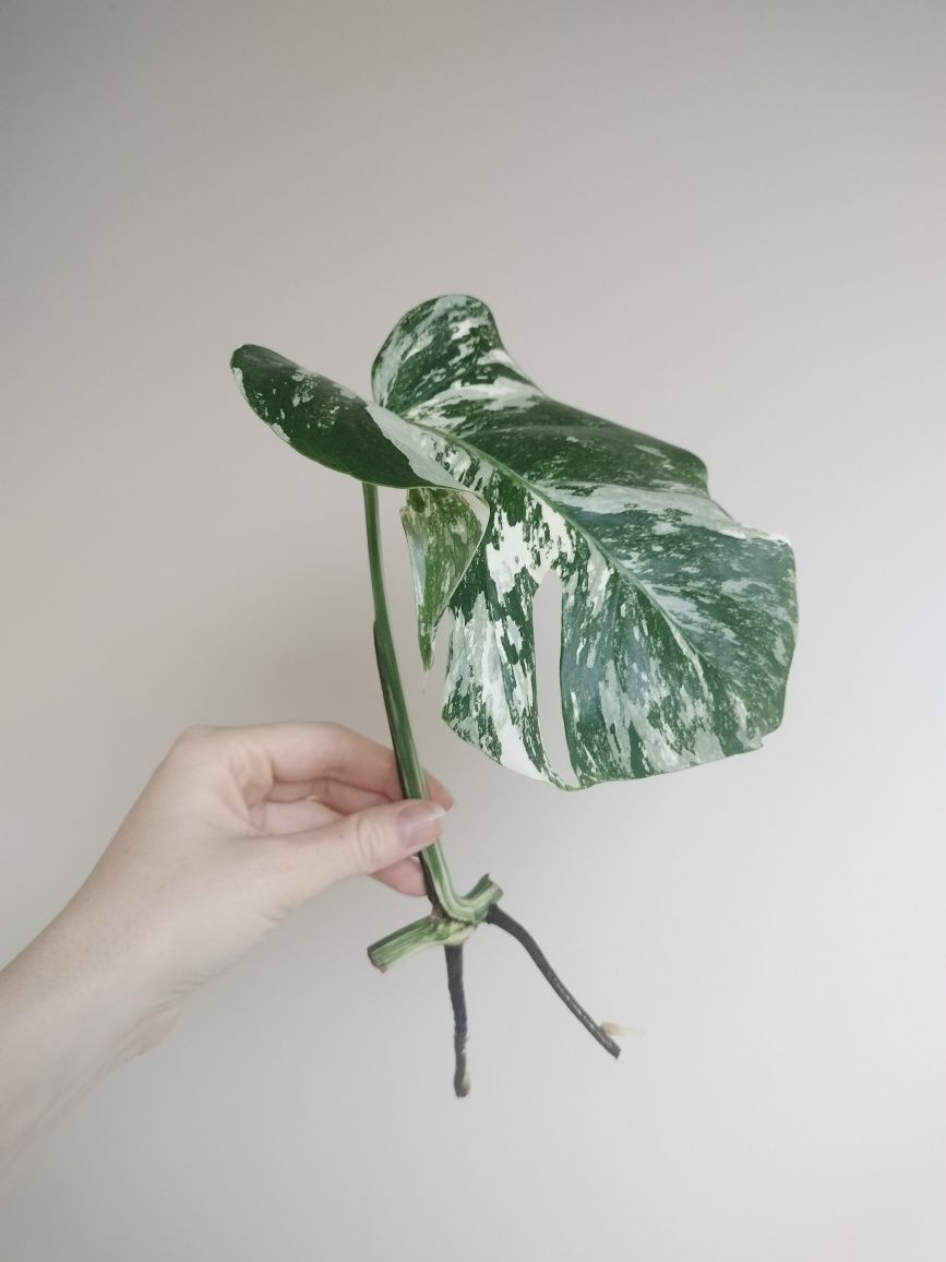 Monstera deliciosa variegata w trakcie ukorzeniania