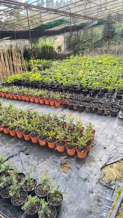 Várias Coniferas para venda