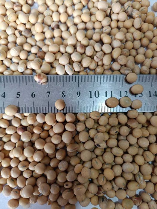 Продам насіння Сої. Під РАУНДАП