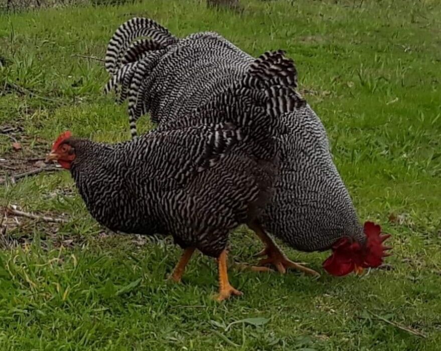 Ovos de raça ...