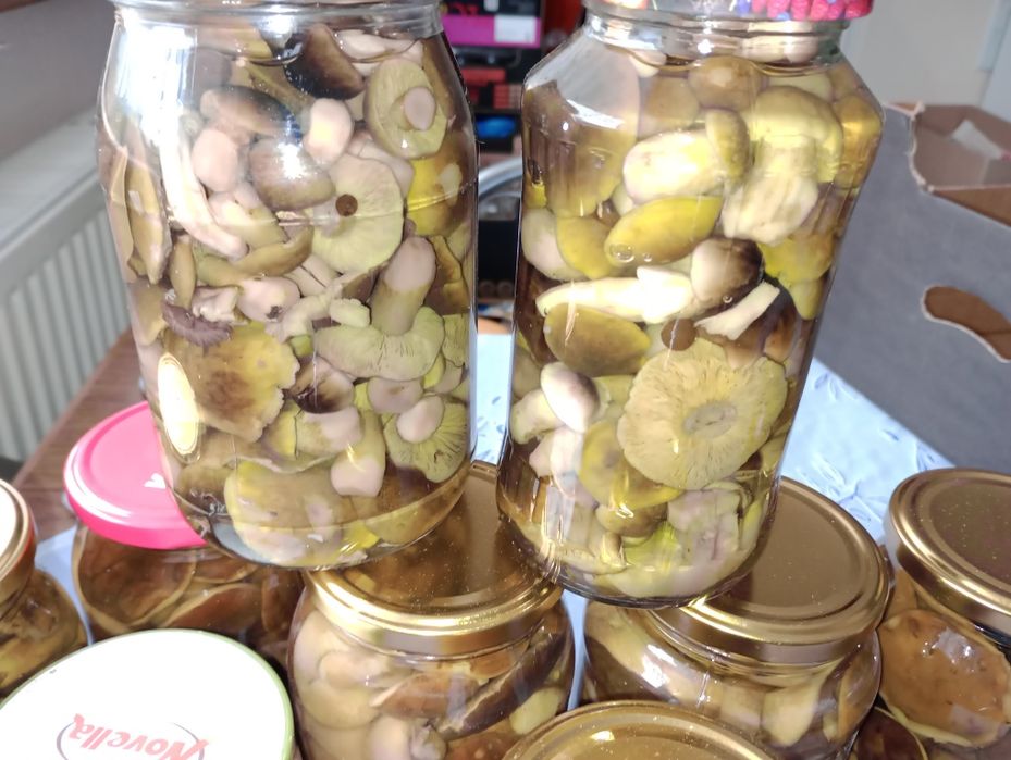 Grzybki marynowane