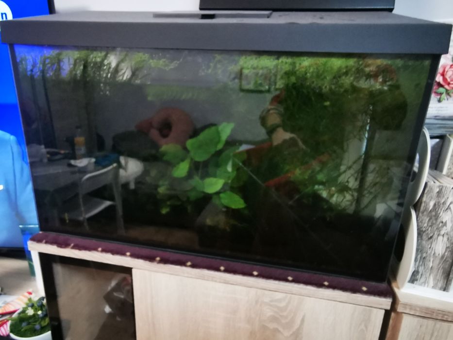 Akwarium z roślinami krewetka