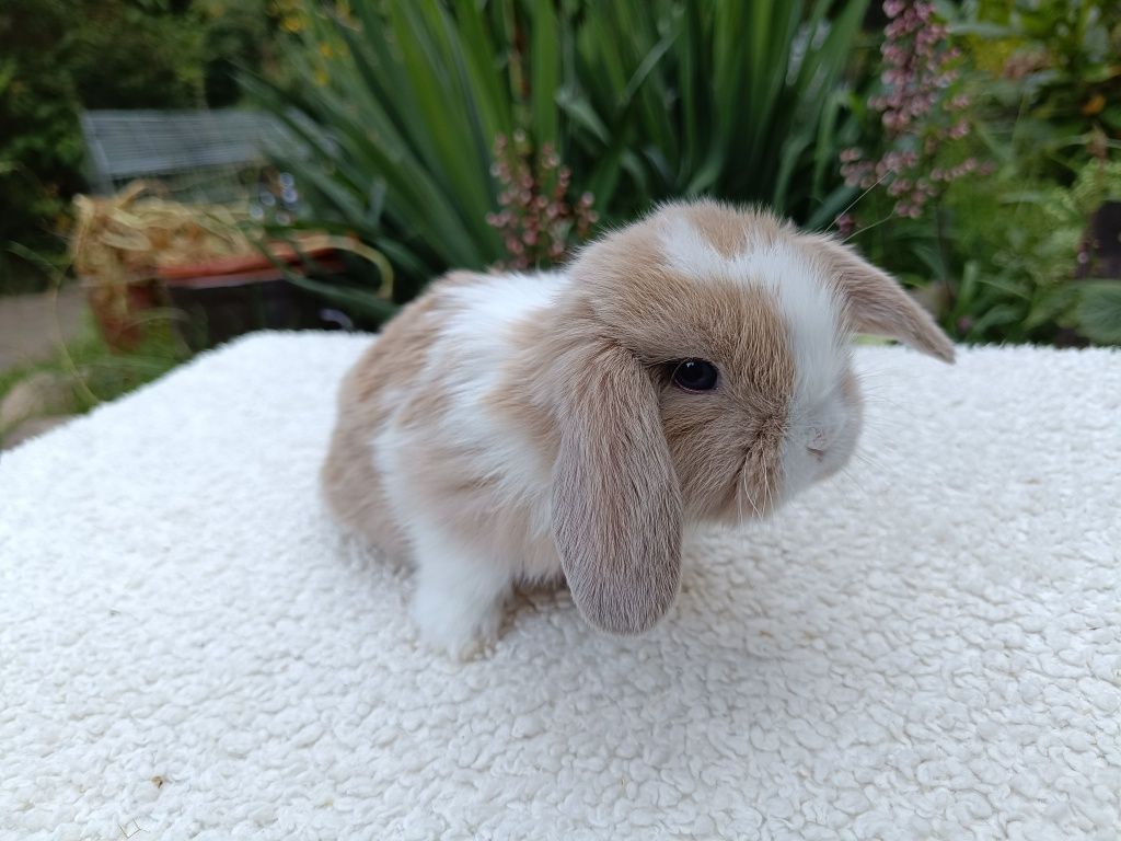 Mini Lop samiczka RADOM hodowla