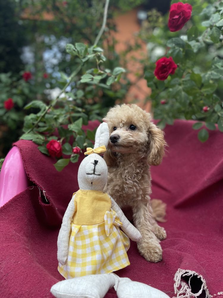 Pudel toy miniatura miniaturowy pies suczka sunia dziewczynka apricot