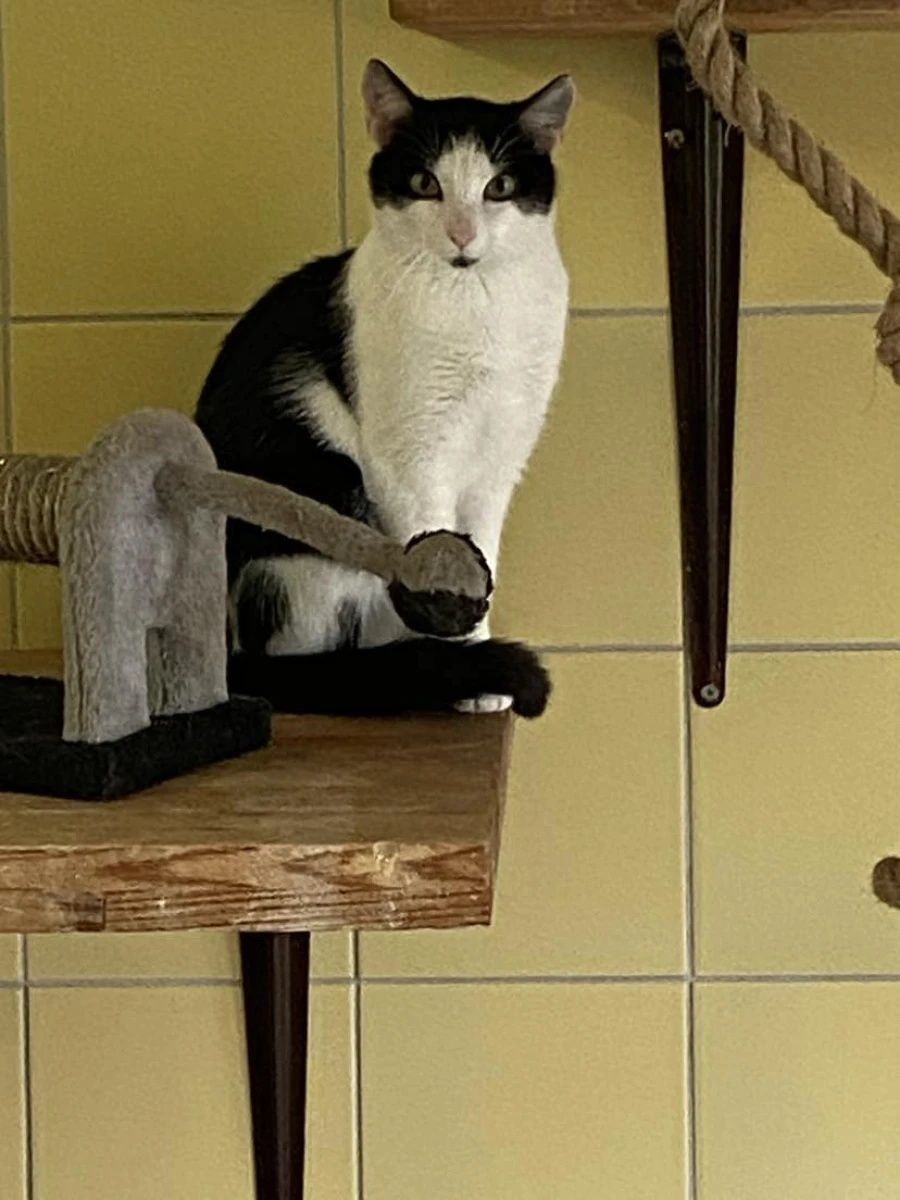 Kocurek Kocurro do adopcji!