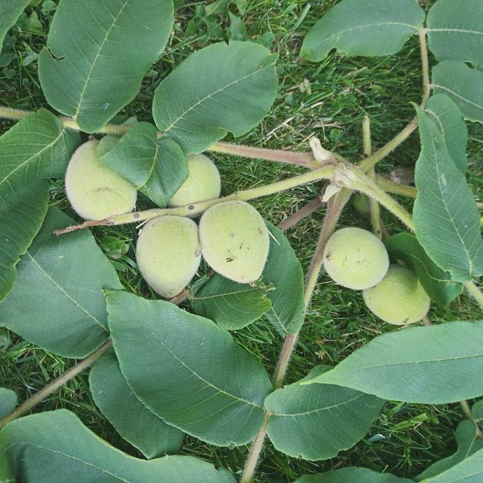 Czarny orzech owoce zdrowotny 2 kg