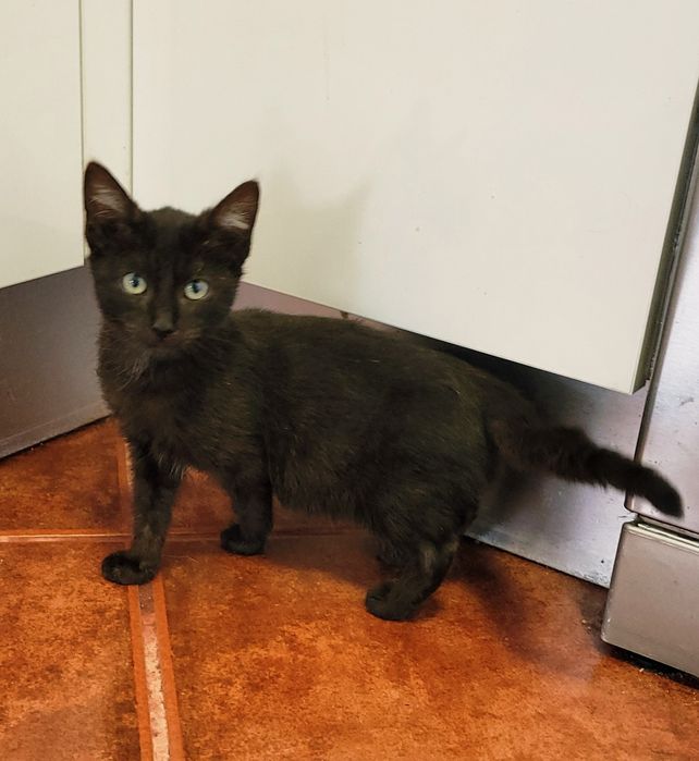 Gatinho para adopção