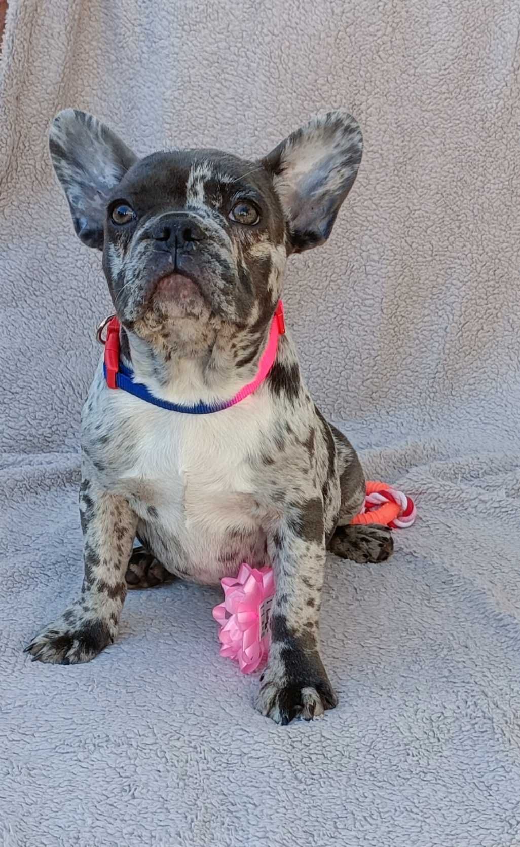 Bulldogue francês fêmea