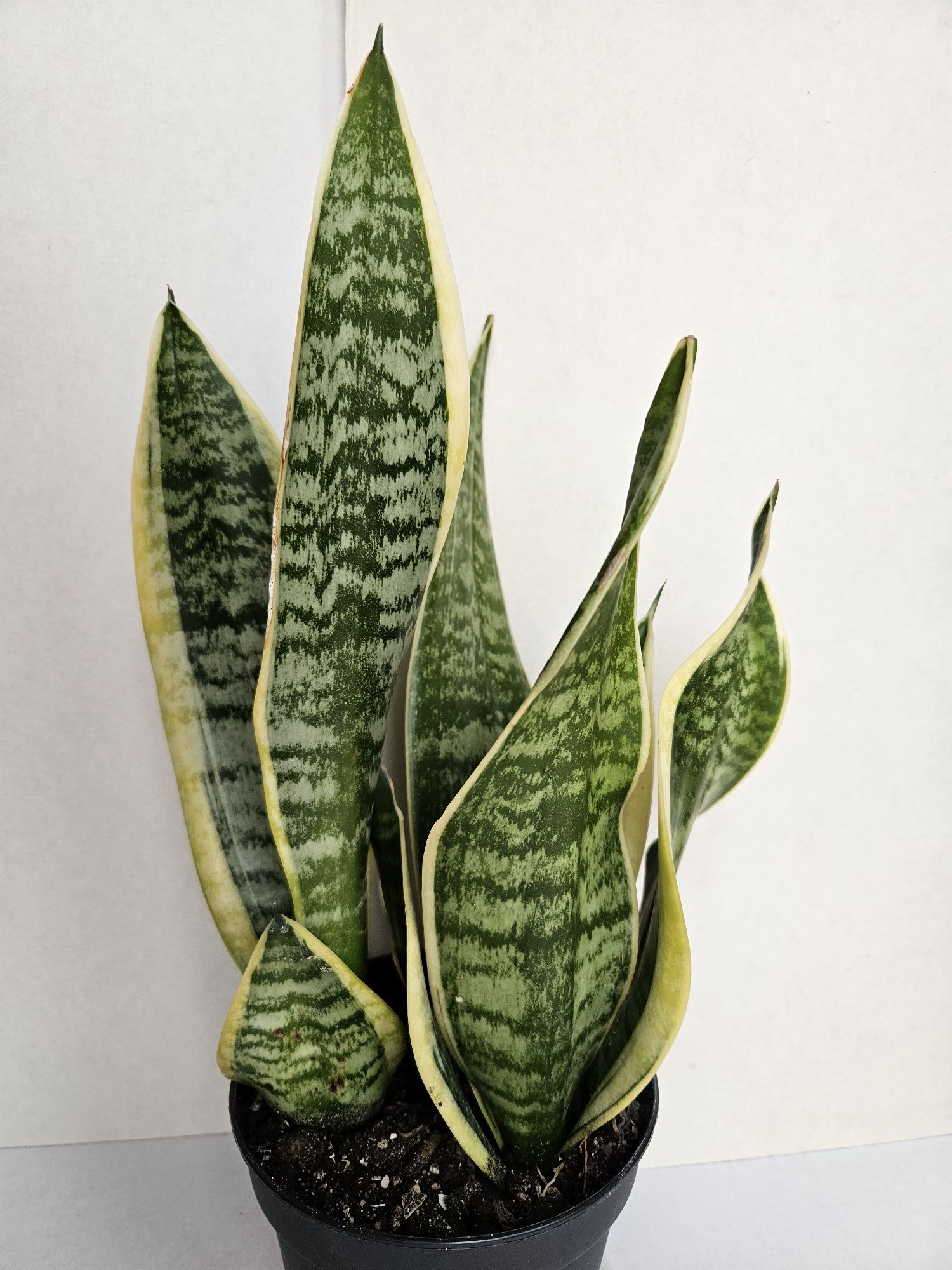 Planta Espada de São Jorge Vaso 14 cm