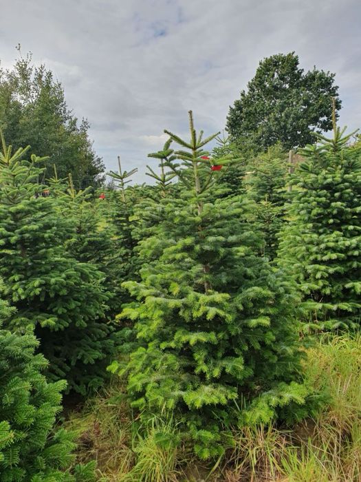 Jodla kaukaska cięta jako choinka 1,7-2,5m