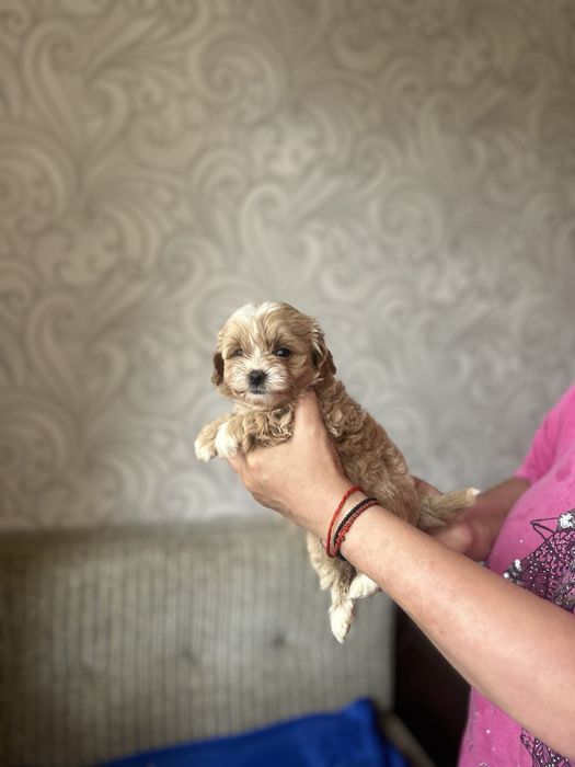 Мальтипу f1 щенки