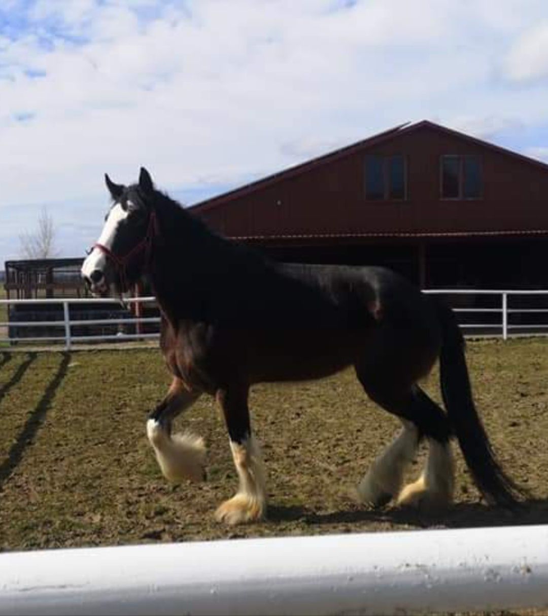 Współdzierżawa  Shire Horse