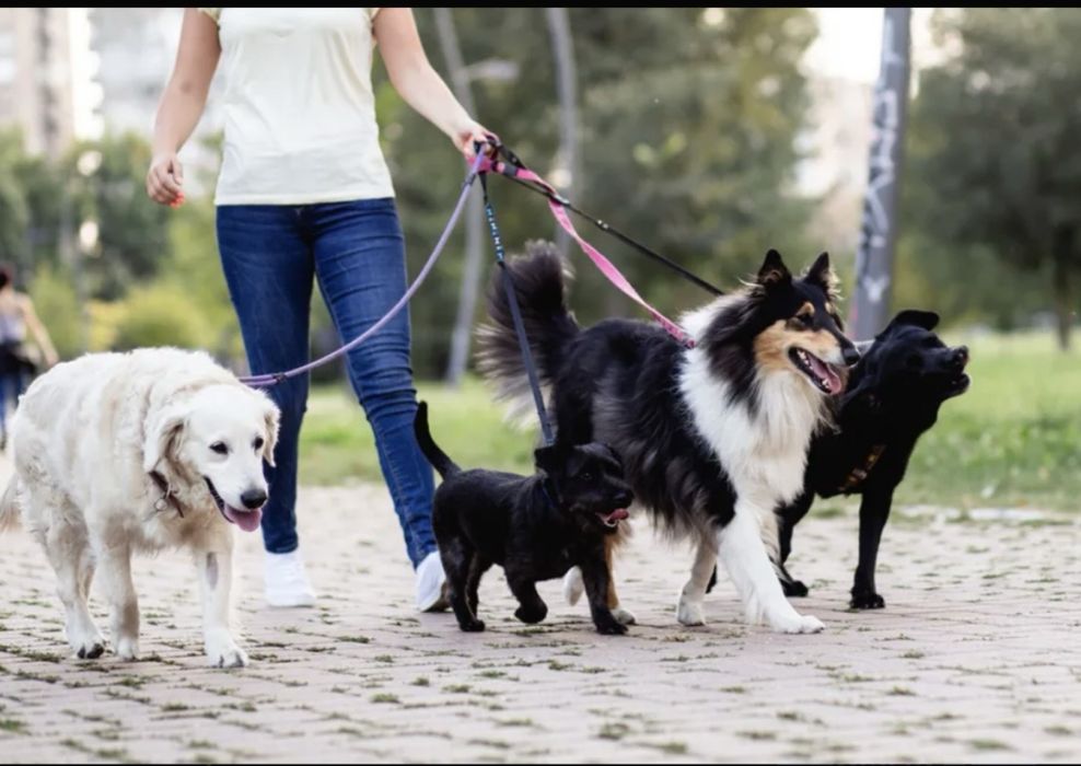 Passeio cães. Ler a descrição!