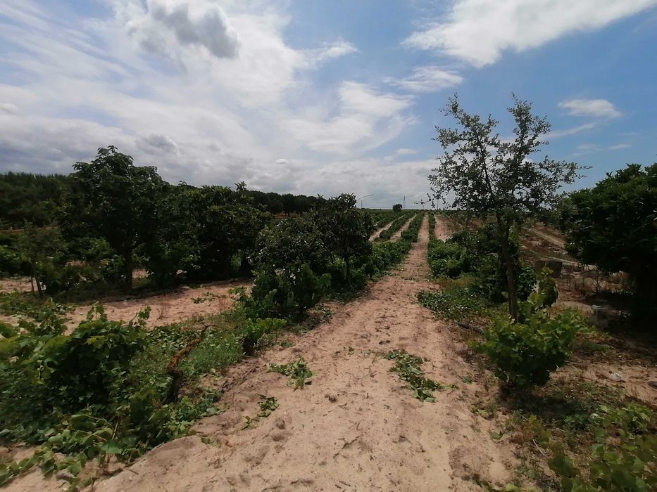 Terreno Rústico com 5.147 m2 - Cajados - Palmela