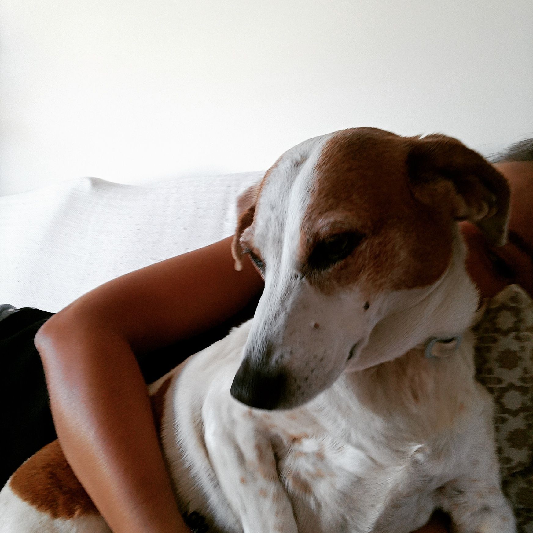 Pet sitting _Parede