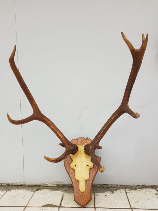 Рога роги оленя северного отличного состояния антикварные не дорого