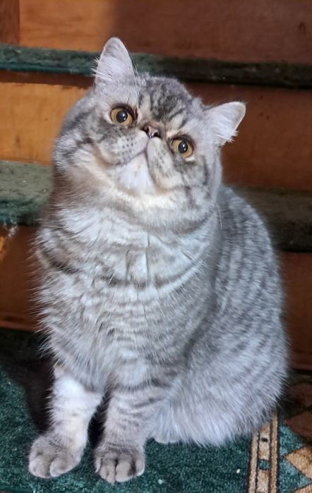 Kocurek egzotyczny 8 miesięczny,  Warszawa