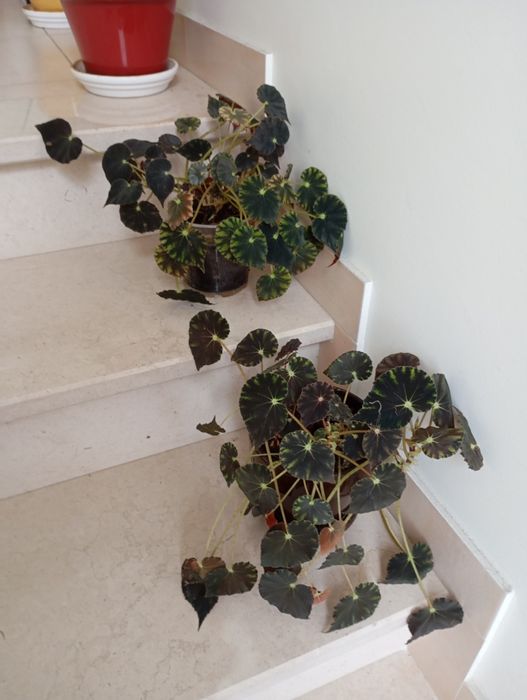 Begonia bowerae  'Nigra Magra'