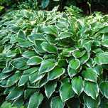 Funkia falista Hosta Albomarginata