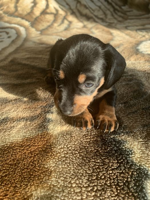 Цуценята такси, шукають родину!