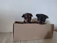 Cachorrinhos pincher