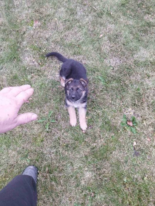 Цуценя німецької вівчарки