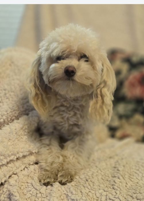 Pudel toy 8mcy suczka 1,5kg