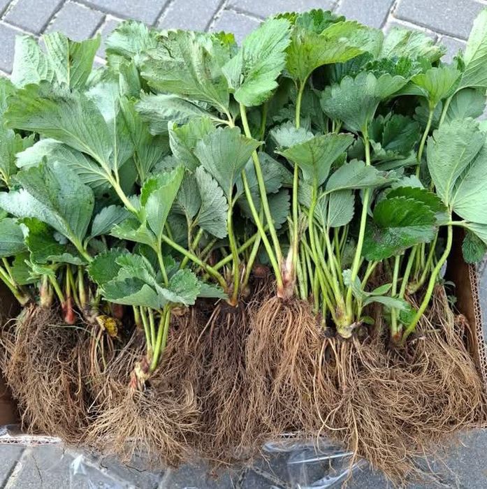 Sprzedam sadzonki truskawek