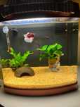 Aquario com betta e camarao 37lt