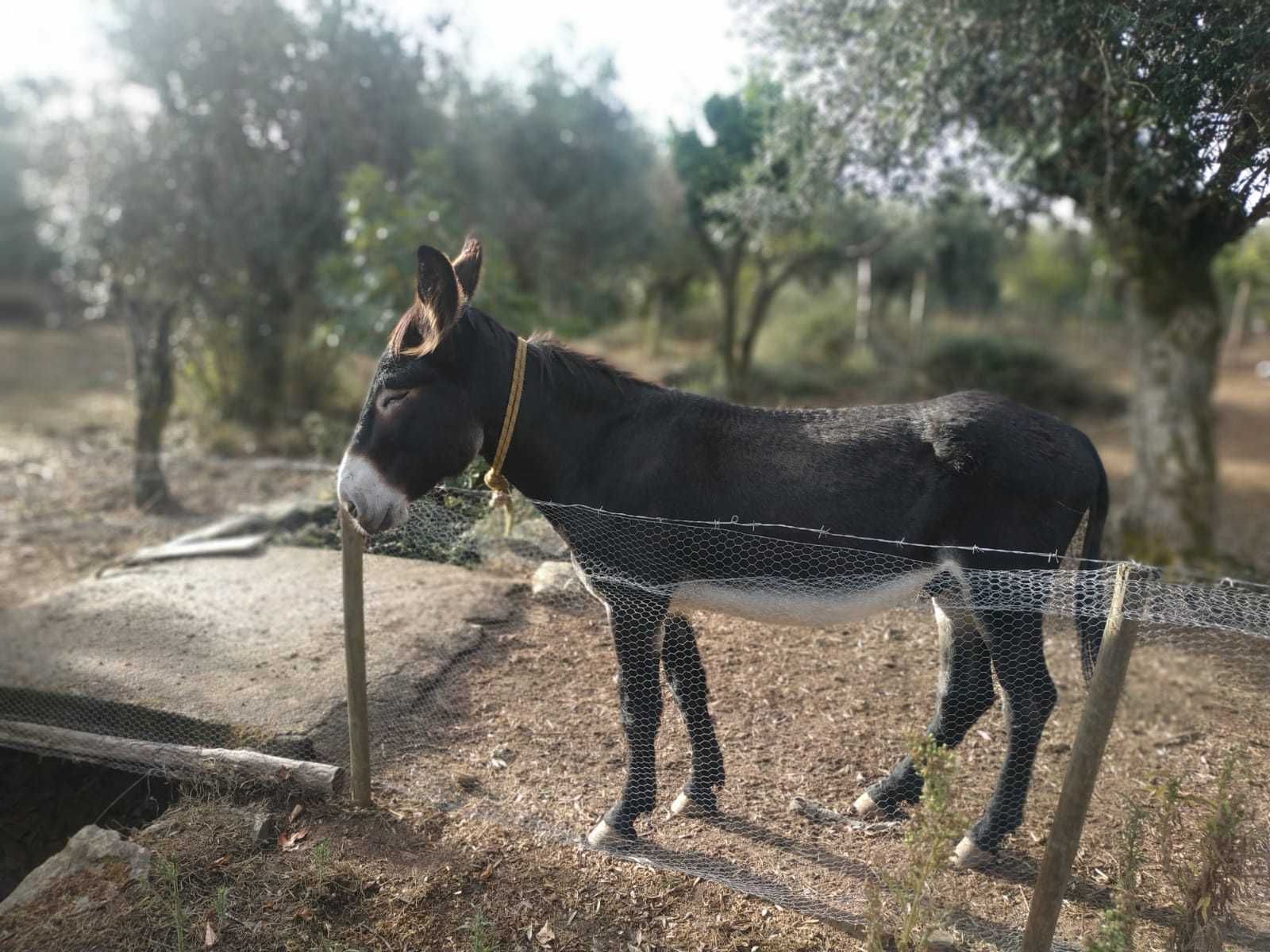 Vendo burro mirandes