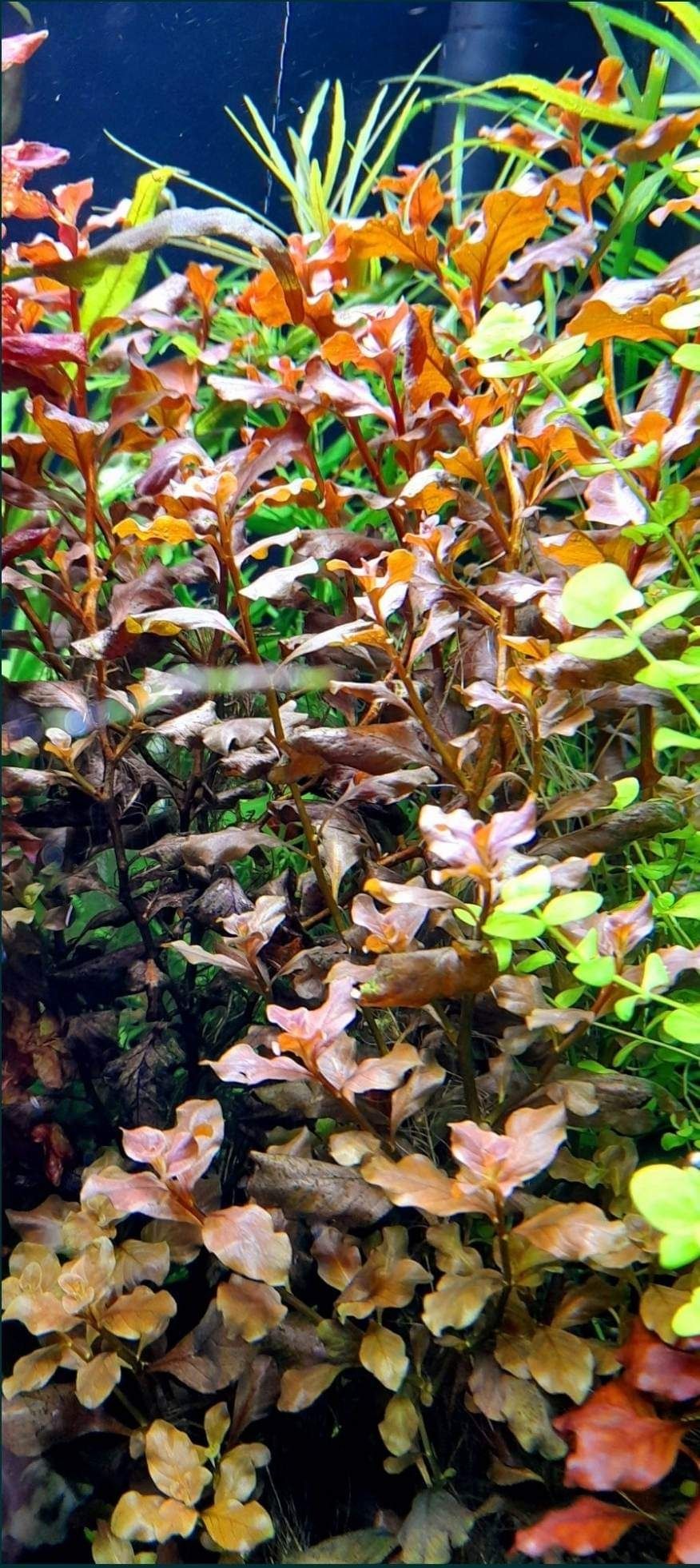 ludwigia owalis Pink roślina akwariowa