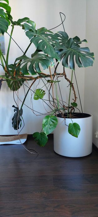 Bardzo wysoka monstera