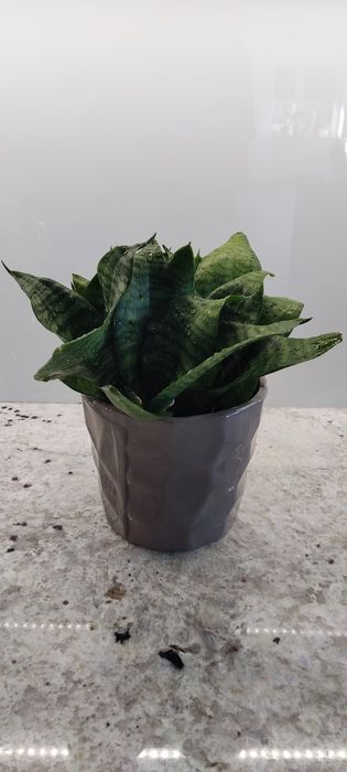 Kwiat, kwiaty doniczkowe, domowe