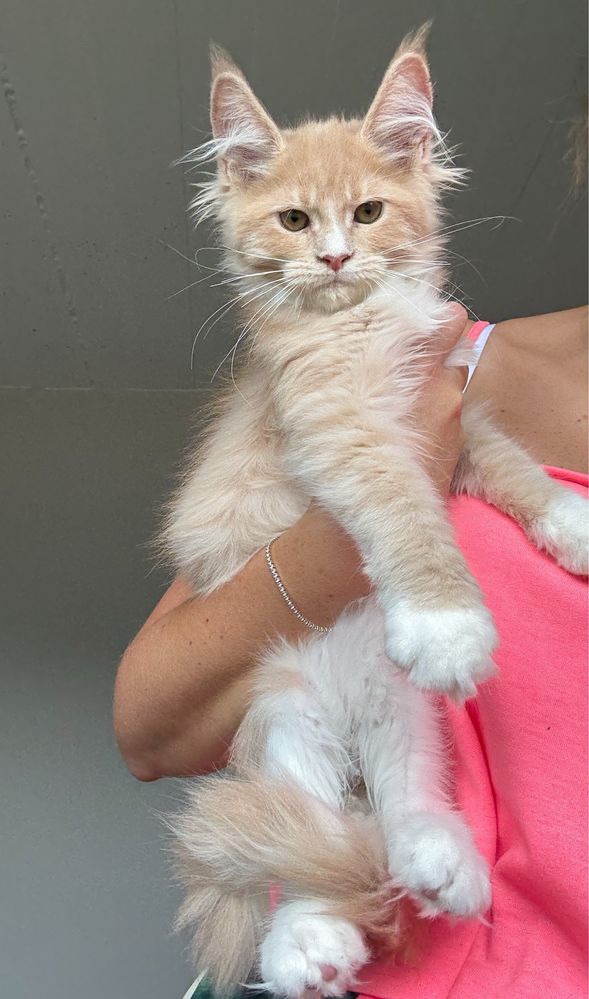 Cudna kremowo biała koteczka Maine Coon