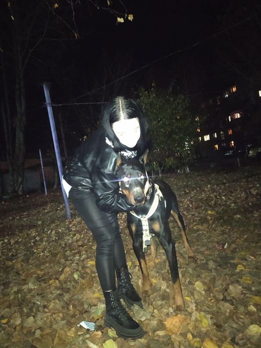 2-А кобеля добермана на вязку.Гром 5 лет.Бумер 1 г 4 месяца.Собаки с д