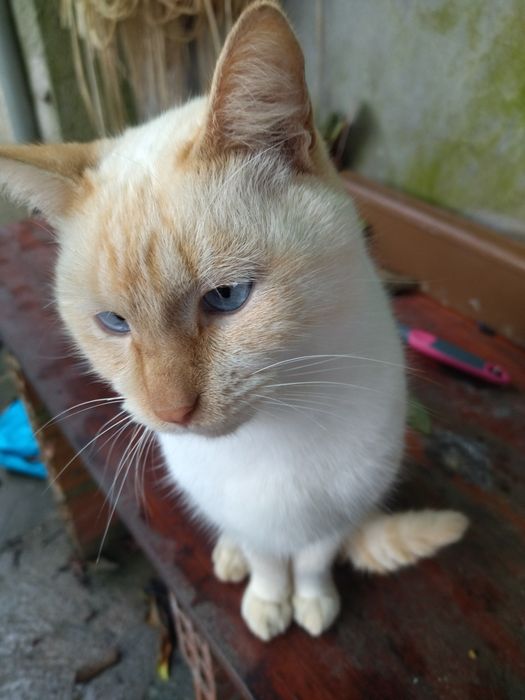 Gatos para dar - fofinhos