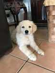 Golden retriever