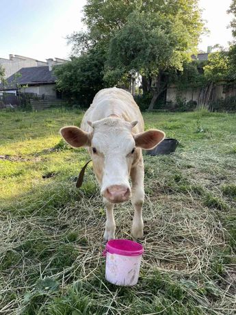 Продам тиличку Сементалку вік 10 місяців від доброї корови.