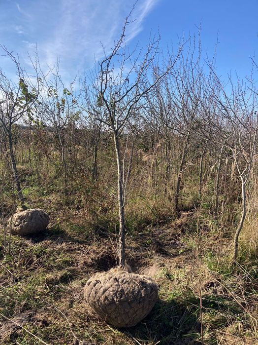 Głóg ostrogowy (Crataegus crus-galli) 12 zł/cm obwodu pnia (do 20 cm)
