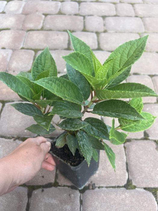 Гортензія волотиста Бонфаєр