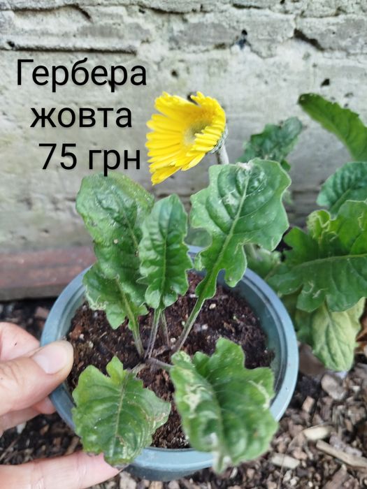 Кімнатна гербера жовта.