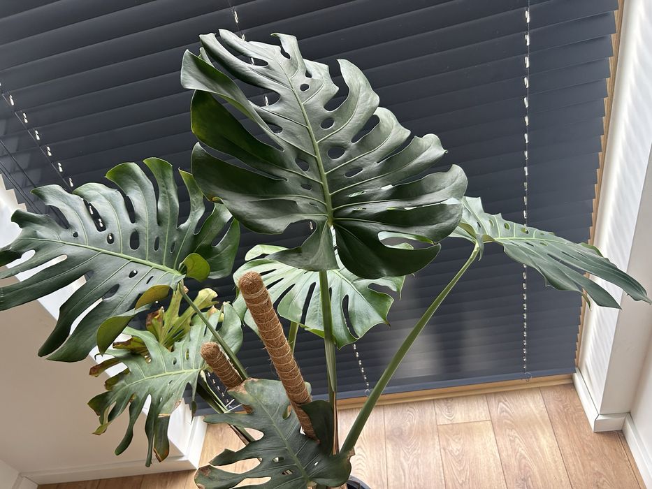 Kwiat Monstera Deltoides