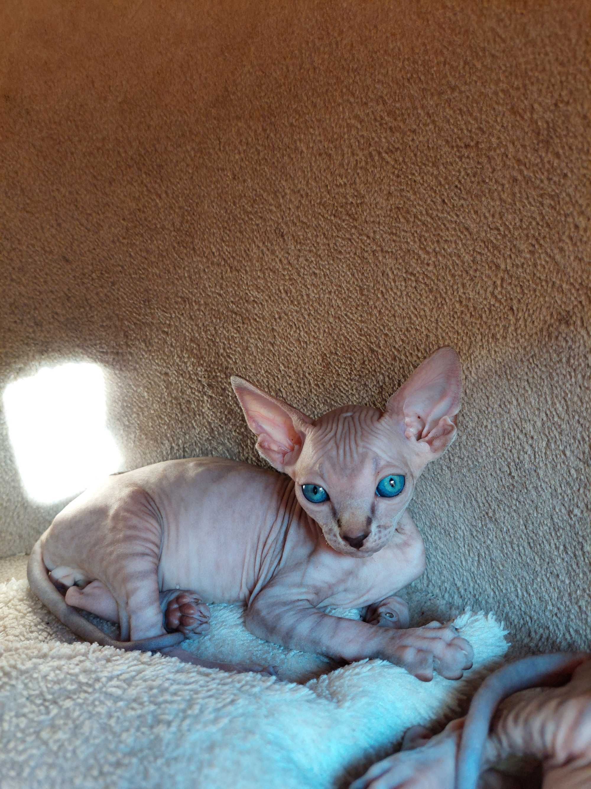 Gatinho   Sphynx
