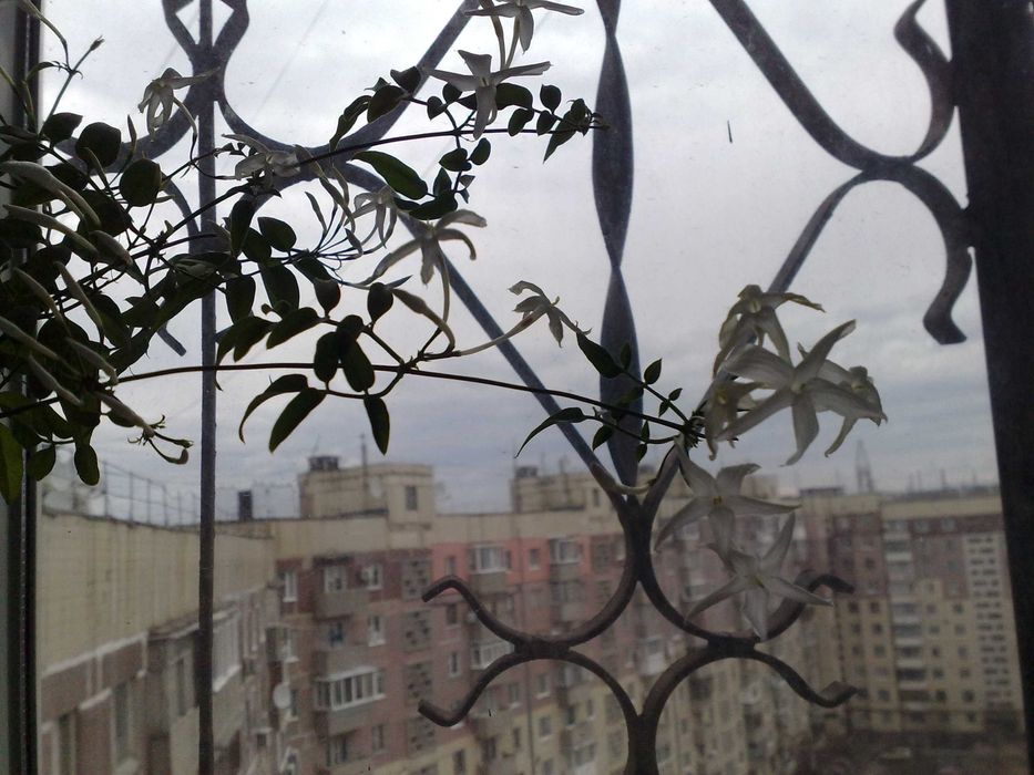 Продам надлишок жасміна Самбак та багатоквіткового