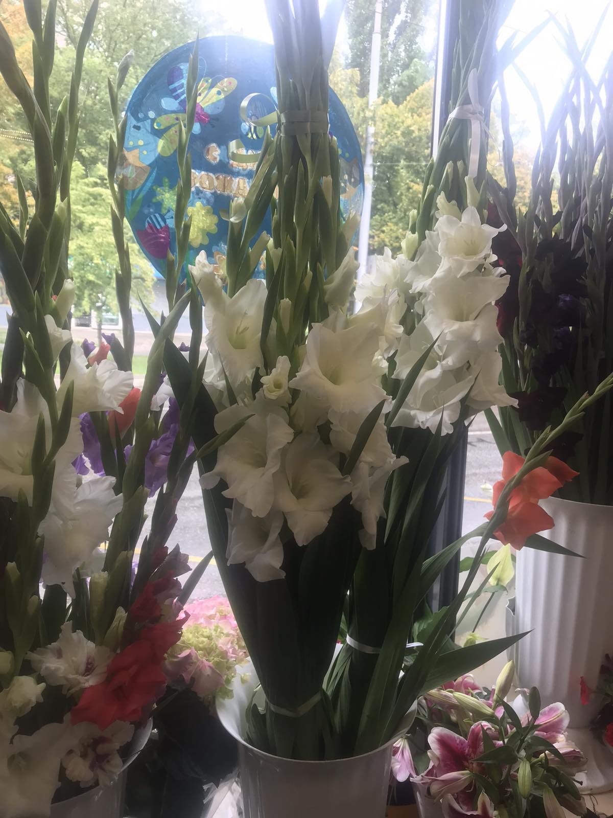 Гладиолус, гладіолус, луковица гладиолуса, цибулини гладіолуса