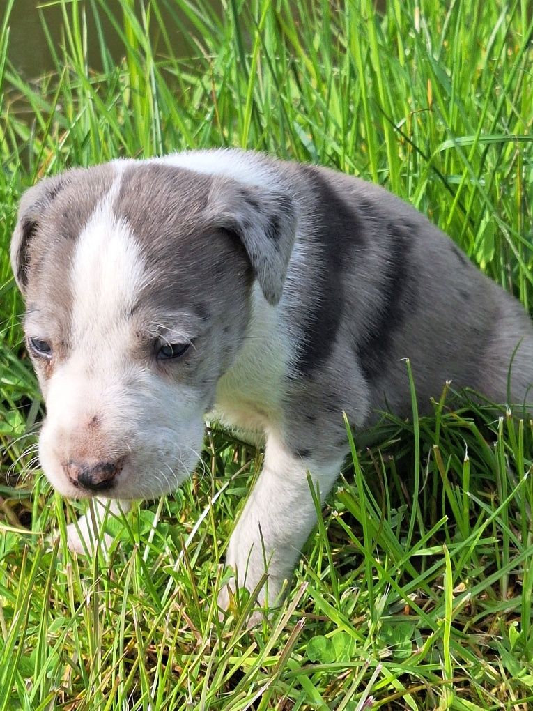 Szczenię dog niemiecki merle z rodowodem