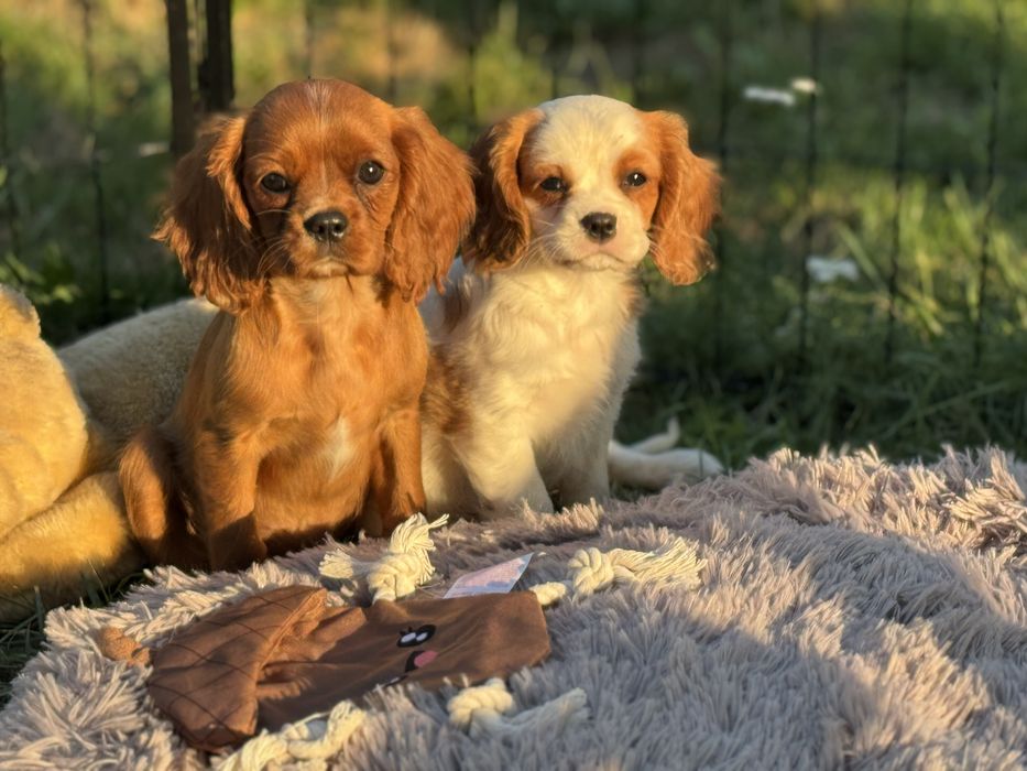 Cavalier king charles spaniel suczka ruby z rodowodem