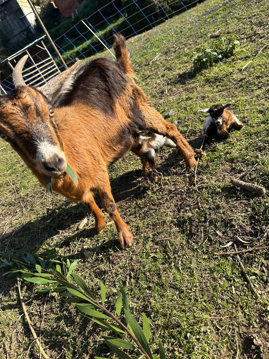 3 Cabras a venda