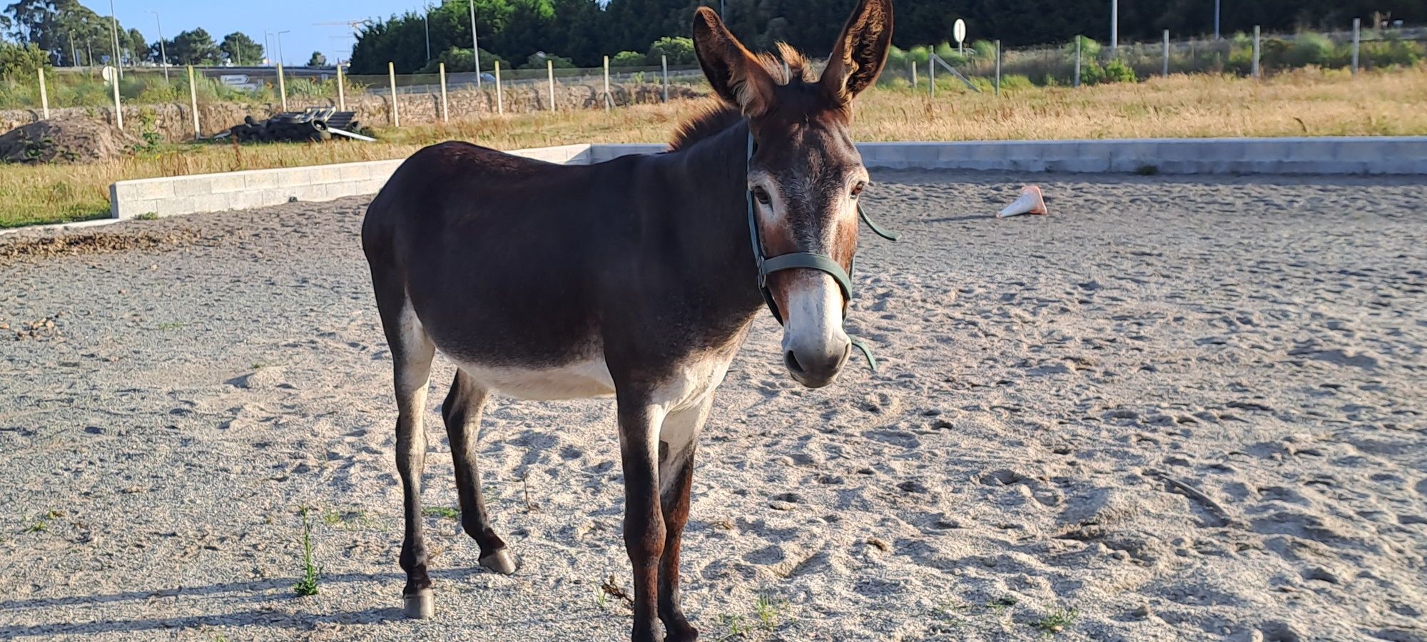 Macho de Burrinho