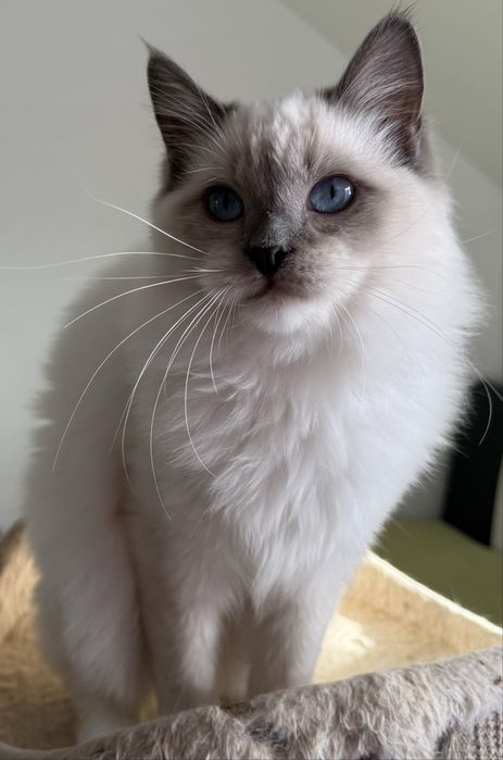 Kocurek Ragdoll blue mitted